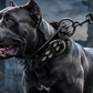 Collier pour chien en simili-cuir à pointes