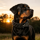 Collier pour chien en simili-cuir à pointes